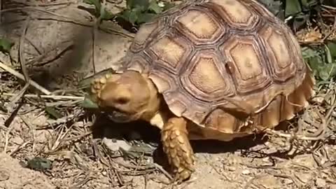 Baby Tortoise LOVES His Kiddie Pool