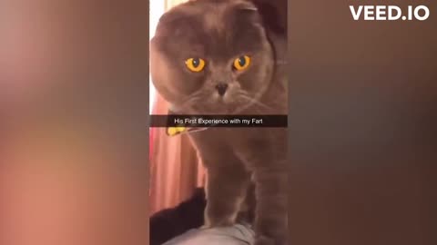 Cat Fart Experience