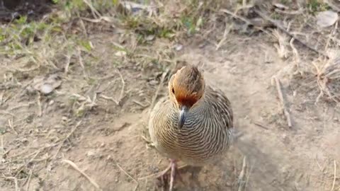 singing birds - teetar singing birds - teetar ki awaz - teetar ki boli - teetar voice