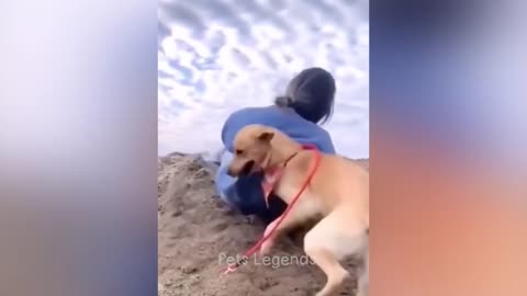 Funniest Animals 2023 😂 New Funny Cats and Dogs Videos 😻🐶 Part 1