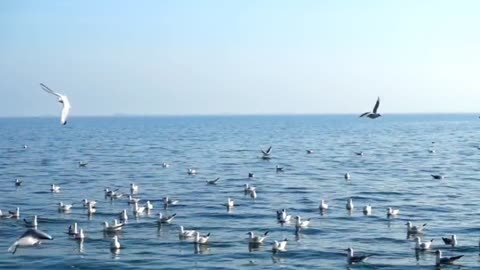 The Sea. The birds, the Gulls, the sunrise, the sunset, the sky