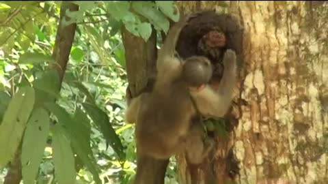 Bonnet Macaque