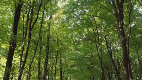 Beautiful Nature Stock Footage