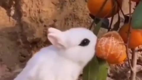 #Viral RAbbit todler try to stole orange