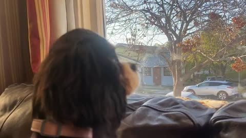 Beanie 17wks Cavalier King Charles Spaniel looking out the window. So exciting