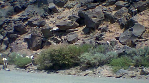 Offgrid and Solar - Desert Bighorn Sheep , Taos