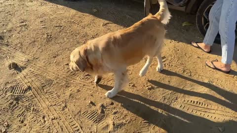 My Dog Has The Best Beach Day