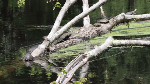 Painted Turtles Relaxing In The Sun