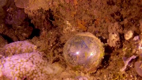 Scuba diver thinks he's found trash but it's a bizarre living creature