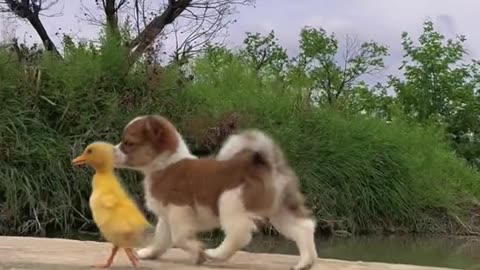 Dogs and Ducks become a friend, Friendship of baby duck and dogs