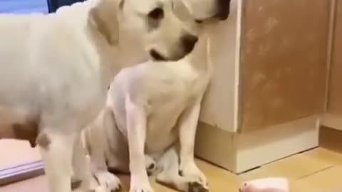 FUNNY LABRADORS