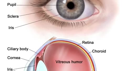 Why body part don't have blood vessel ?