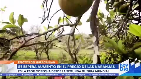 Pronostican aumento en precio de las naranjas a causa de Ian | Noticias Telemundo