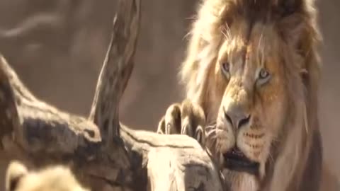 Lion share video superhit video