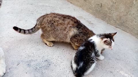 Cute kittens and mother cat are eating.