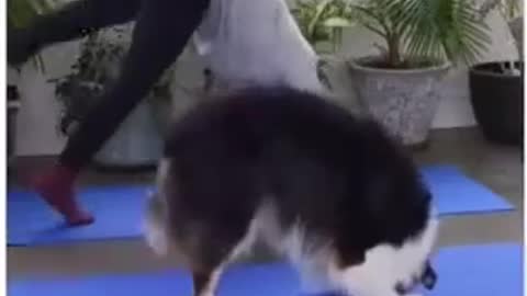 DOG DOING YOGA!!