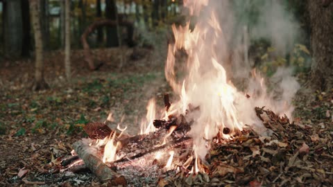 A Stack of Dried Leaves Burning in a Forest