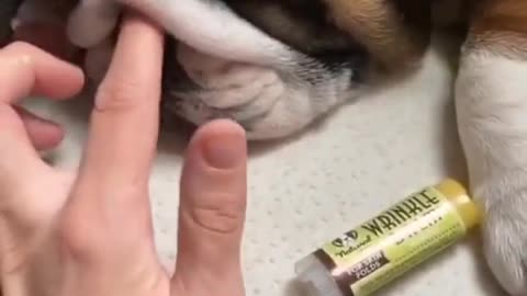 Dog Loses It after finding. Out He's At Pet Stores.dog lip glow