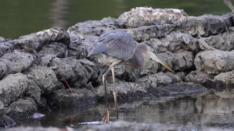 Blue Heron