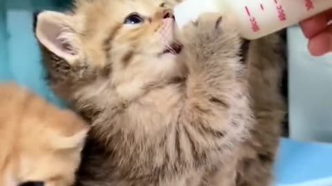 The kitten is waiting for milk, and her expression is cute and cute.#cat #cute #cutecat #cuteanimals