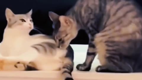 Funny cat shorts #funny #cat #funnyvideos