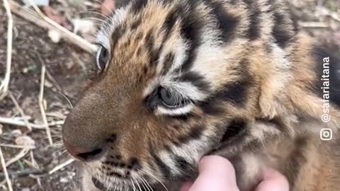 This Tiger Cub is adorable