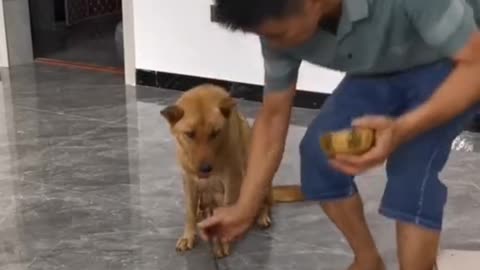 Anjing manjaga makanan