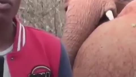 Baby elephant interrupts Kenyan TV reporter on camera