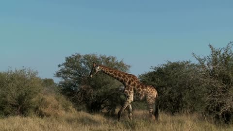 How did the giraffe get its long neck_