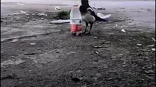 Watch the bird's intelligence