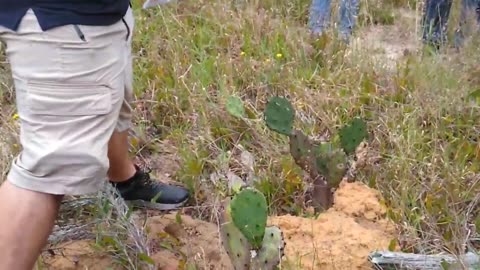 Prickly Pear Cactus