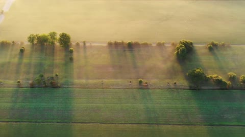 Foggy morning near Utrecht