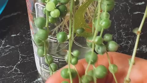 String Of Pearls | House Plant | | Troubleshooting | Indoor Plant Tips | Plant Care | House Plants