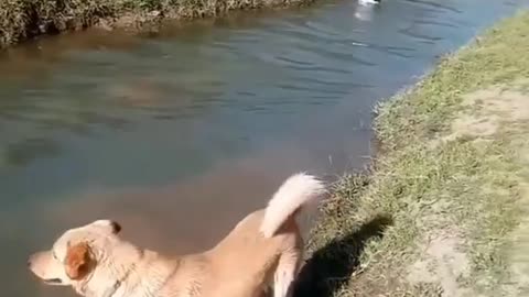 Dog efforts to catch Duck go in vain😅😆😅😆