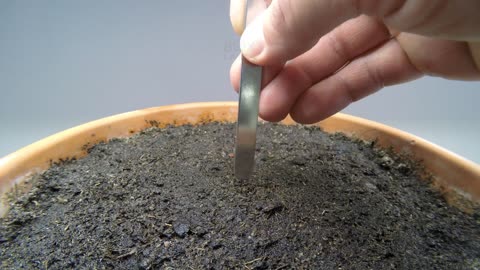 Growing a BIRCH TREE from seed Time-lapse