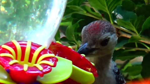 Red-bellied woodpecker