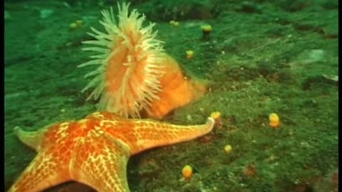 Swimming Anemone while diving Vancouver Island Canada