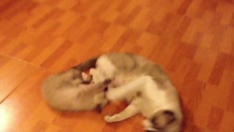 Kittens playing or fighting?🤔🤔