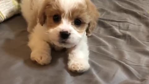 Adorable Cavapoo Puppy Barks for Attention! #Puppy #AdorableAnimals #Cute