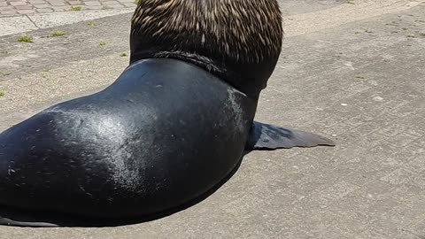 Sea Lions Stroll By