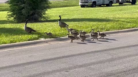 May 22, 2023 - Baby Geese on the Move