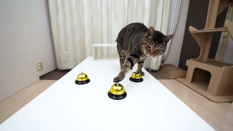 Cats and Shuffle Game