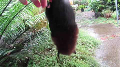 Baby Wren Meets Rain For The First Time