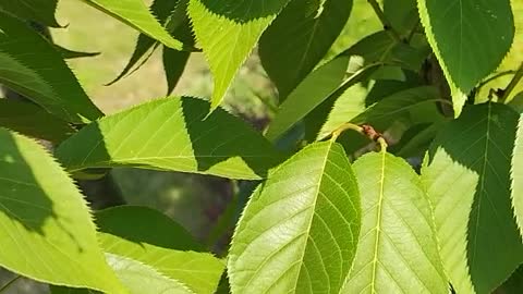 The leaves of this tree are barbed