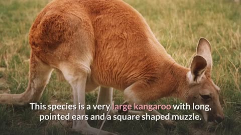 Red Kangaroo || Description, Characteristics and Facts