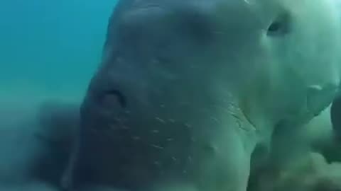 Sea Cow or Dugong, Marine Mammal