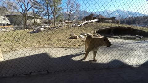 a mother and toddler in stroller looking at lions in zoo