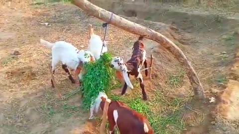 Beautiful Animal 😻 goats are eating grass in the garden