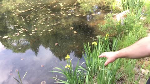 Growing along most ponds is an awesome little survivor called the Yellow Iris