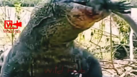 Komodo Eats The Monkey Alive | Komodo Dragon | Reptiles